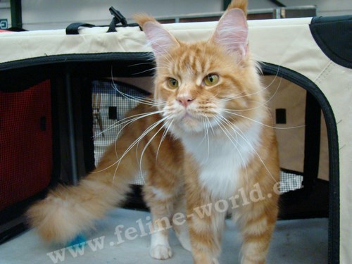 maine_coon_12 (Race)